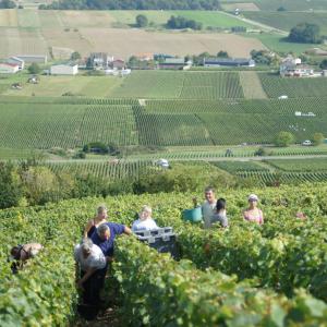 La vendange, c'est un travail d'équipe