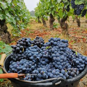 Meunier de la Vendange 2018